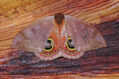 FIGURE 5b FIGURE 5b